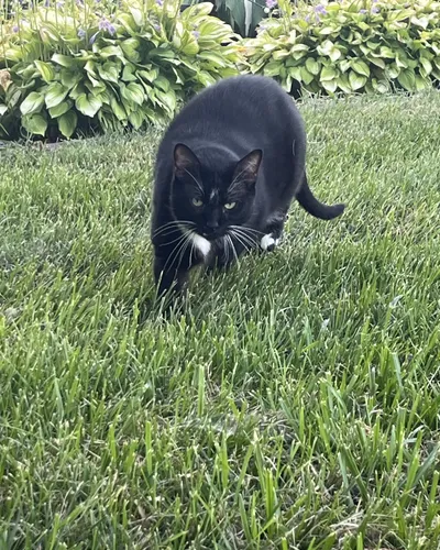 Tux prowling the yard