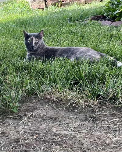 Tofu relaxing outside