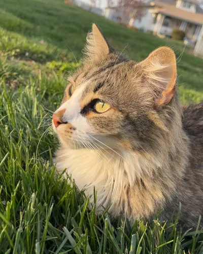 Tito lounging in the grass